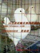 【产品相册】相册、图片- 山东省嘉祥县顺发种鸽养殖场